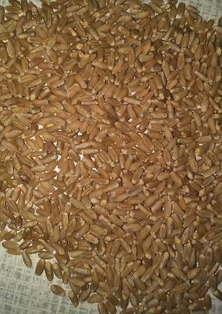 Organic Wheat